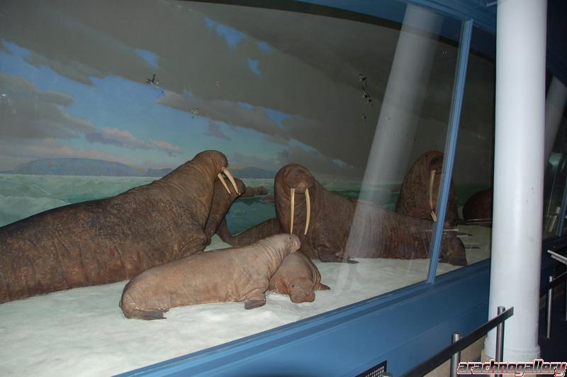 Walrus Diorama