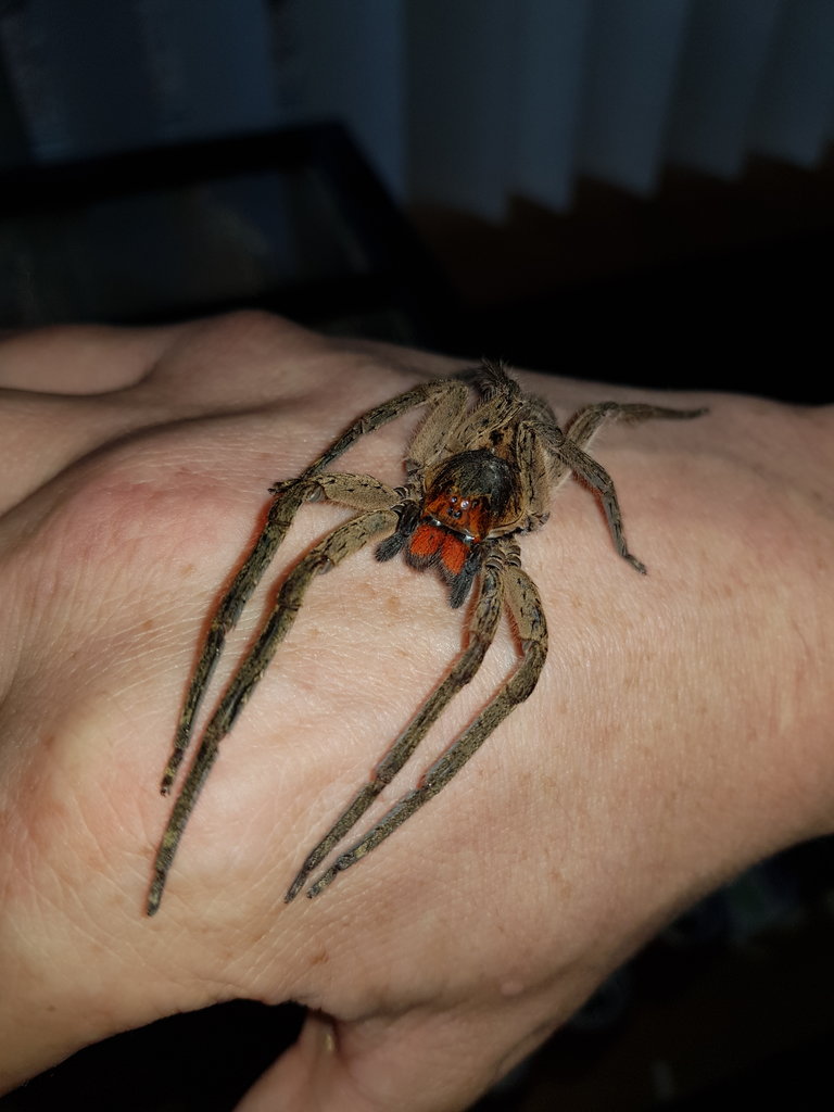 Wandering spider on my hand lol