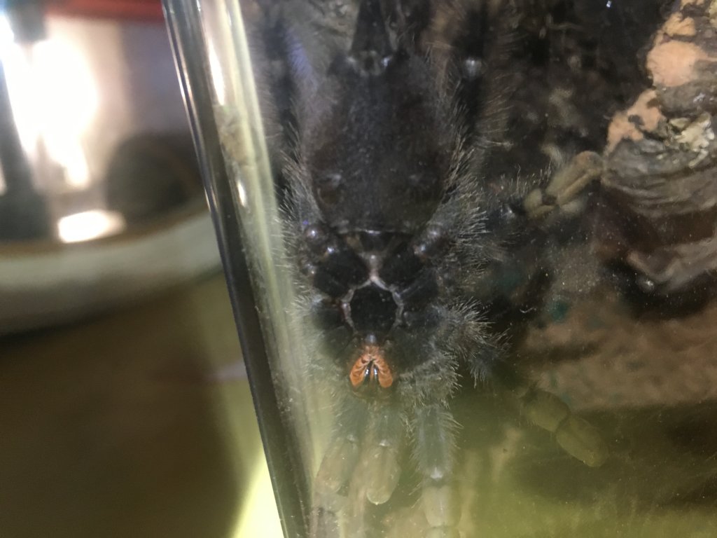 Wanting to know the sex of my avicularia