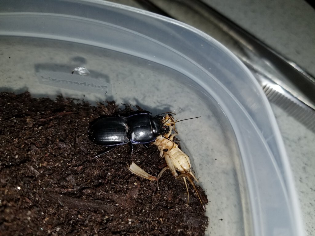 Warrior beetle chewing up cricket