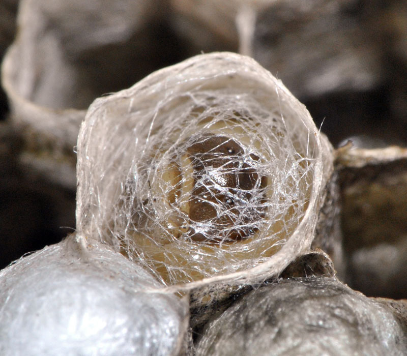 Wasp larvae