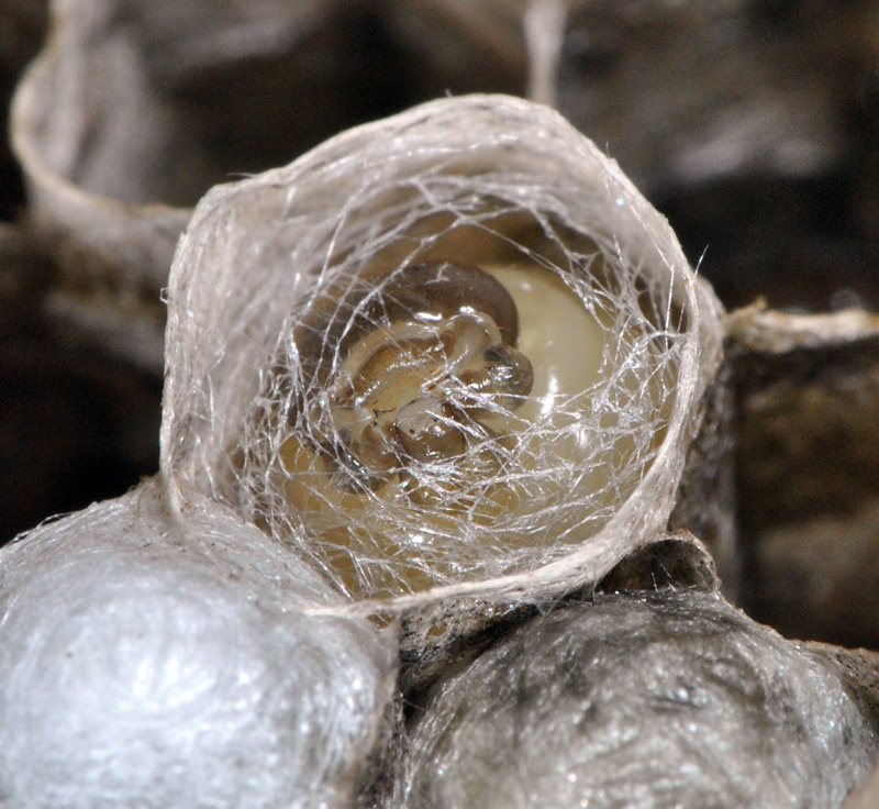 Wasp larvae