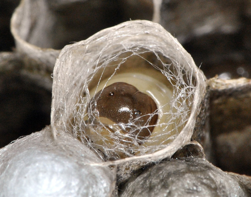 Wasp larvae