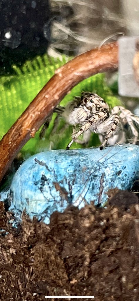 Watching from behind his favorite branch