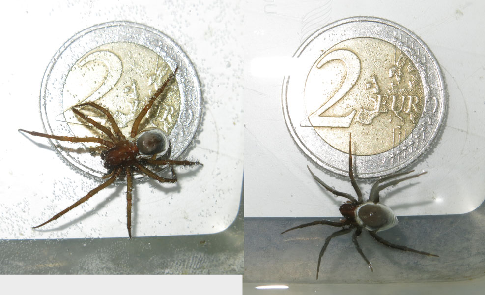 Water spider (Argyroneta aquatica) size comparison