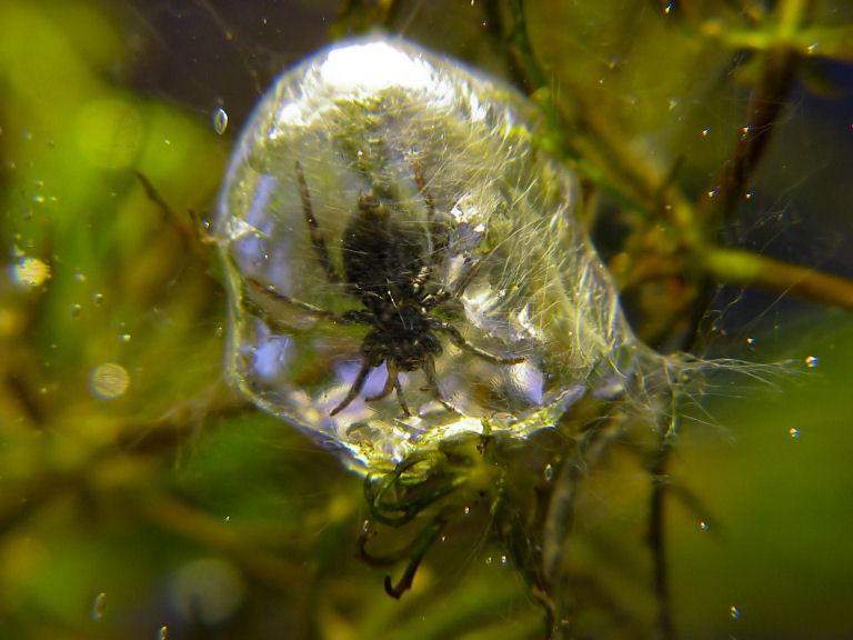 Water spider in it's "bell" | Arachnoboards