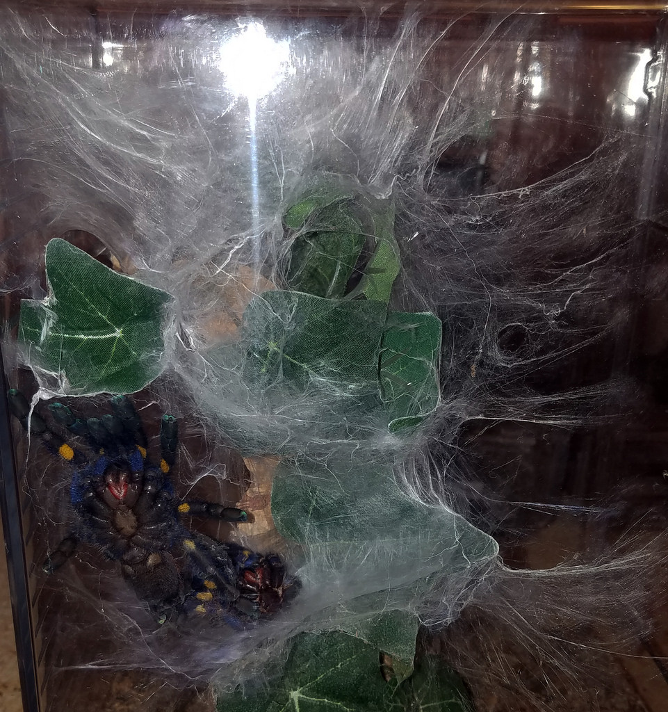 Webbing for the Molt