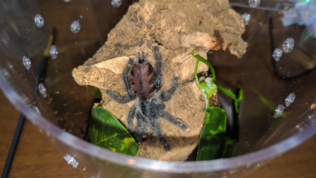 What Avicularia species?