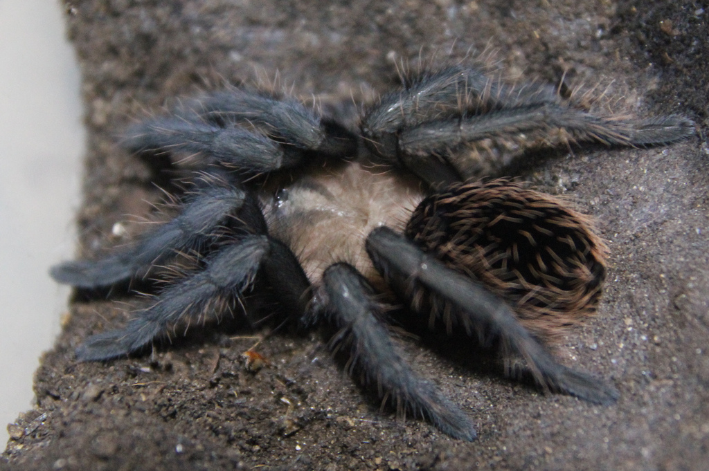 what brachypelma sp?