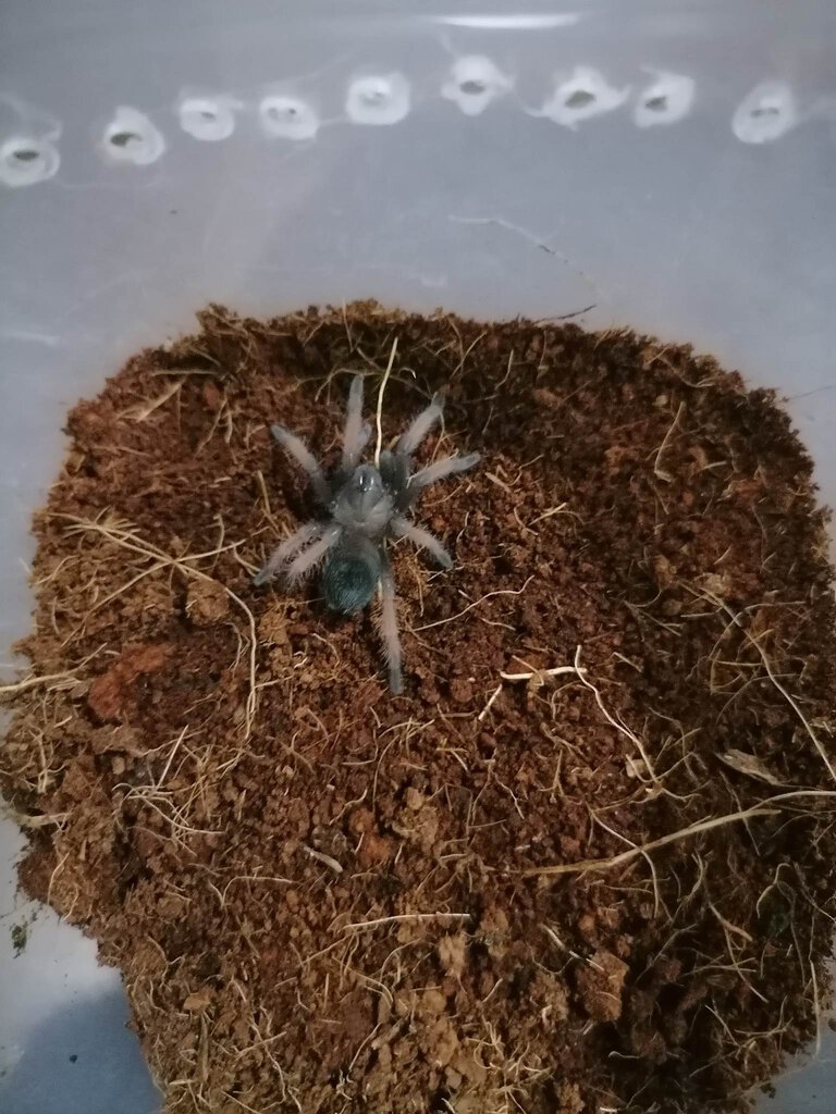 What Brachypelma Sp?