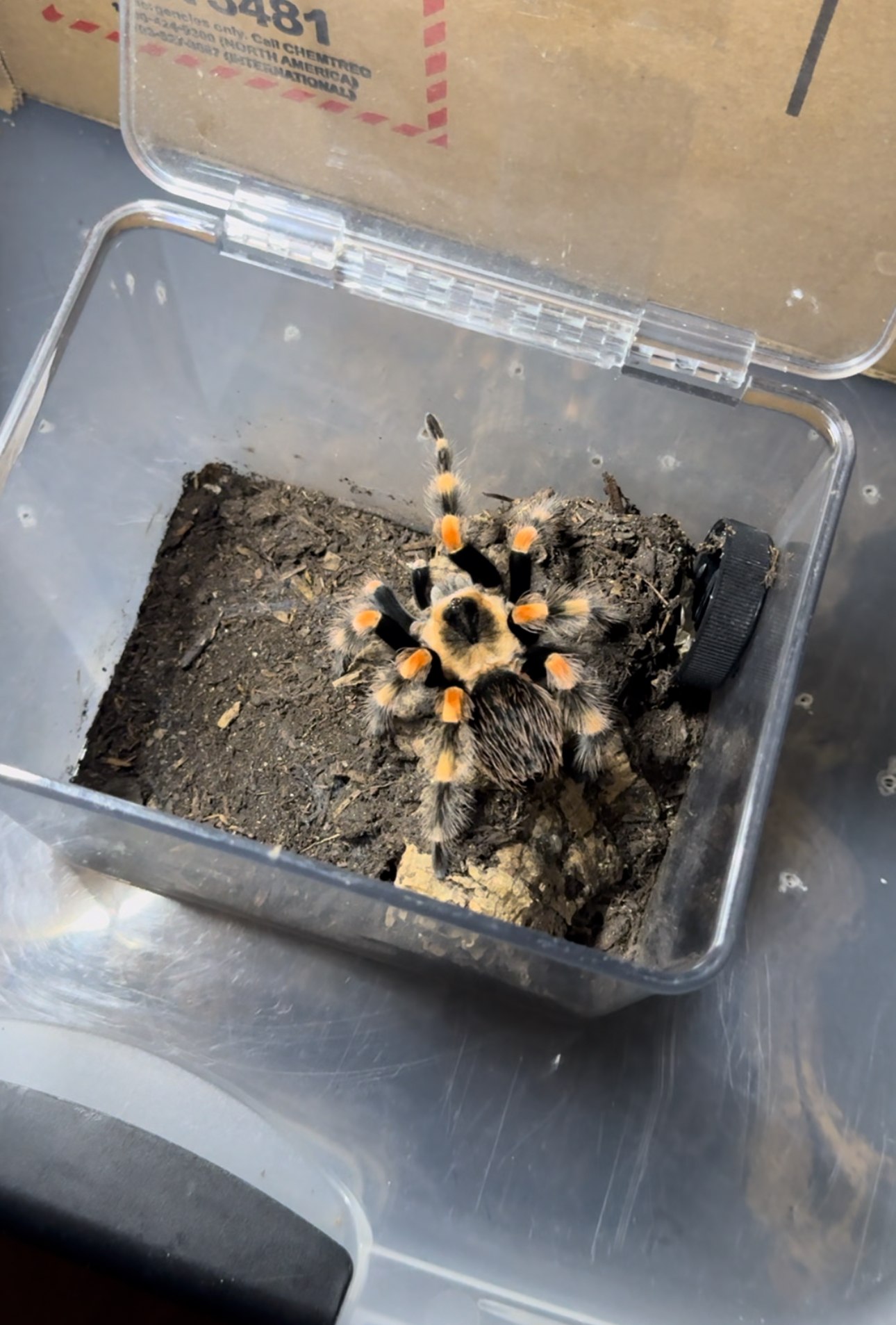 What Brachypelma species am I looking at?