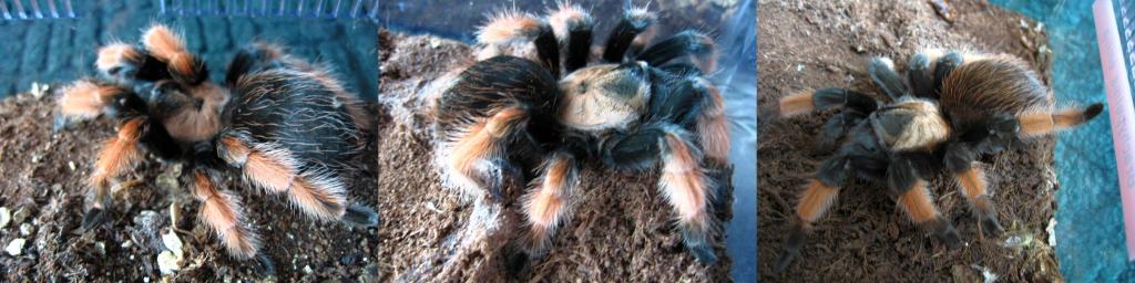 What Brachypelma species is this?