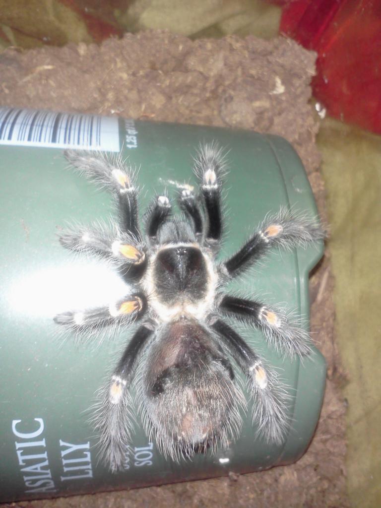 what do you think? B.smithi or B.auratum