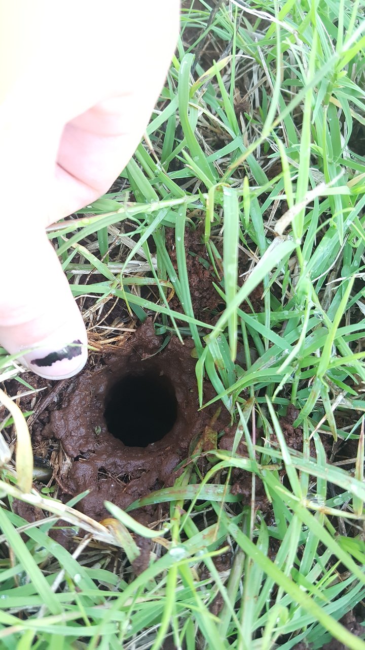 What do you think made this burrow?