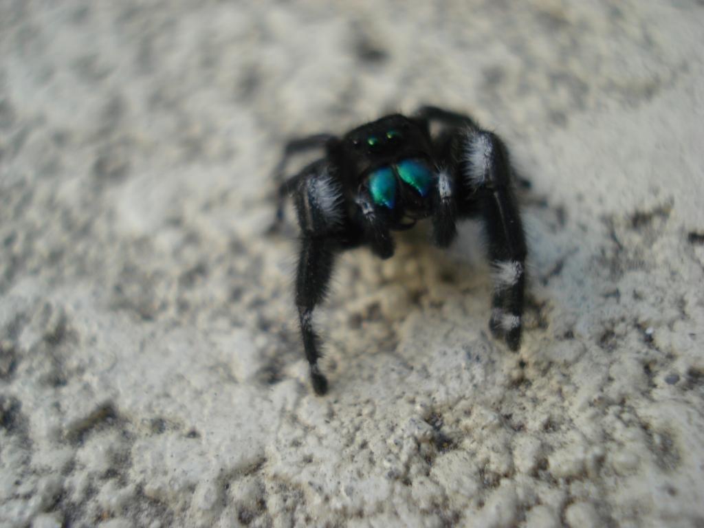 What is this sp. Jumping Spider?