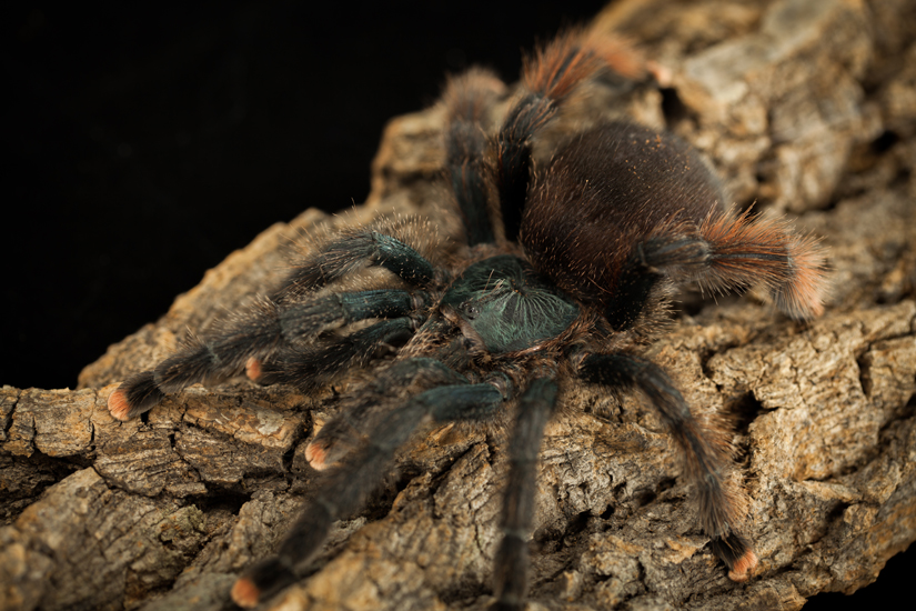 What kind of Avicularia is it? I got confused of it.