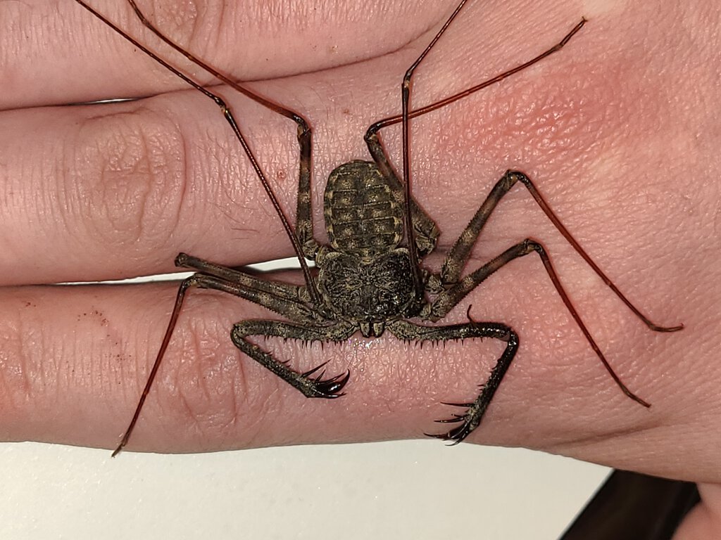 What kind of Damon is this guy? :) Was sold to me as a Damon variegatus but I'm not sure