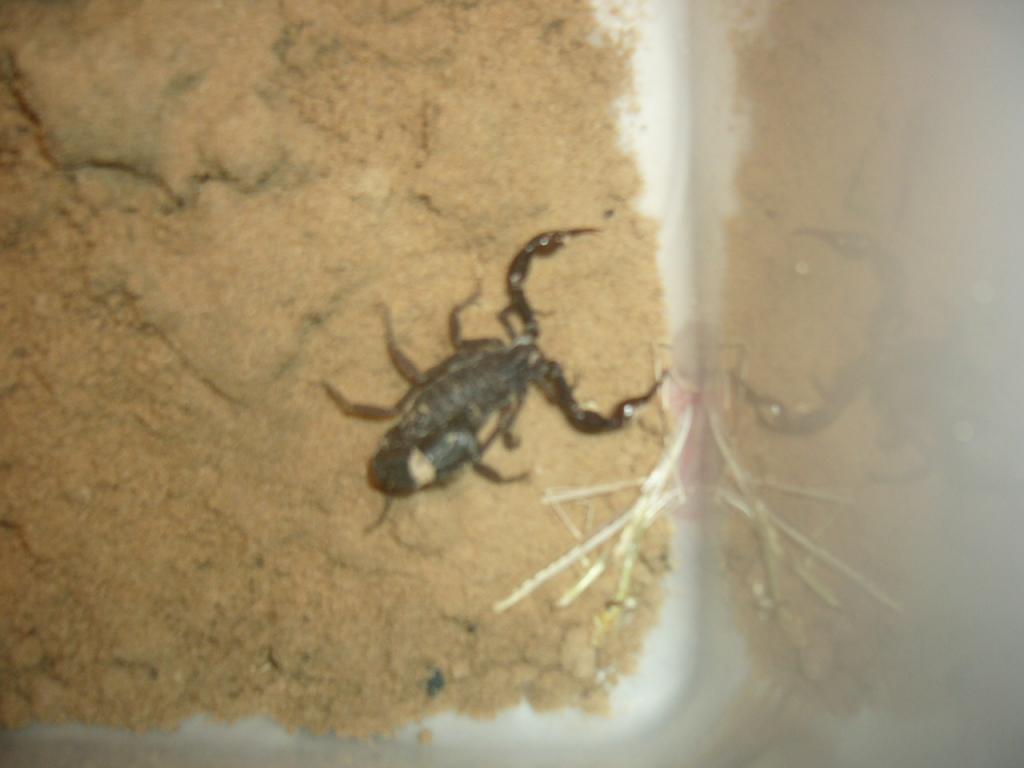 what kind of scorpion is this? Is this dangerous?