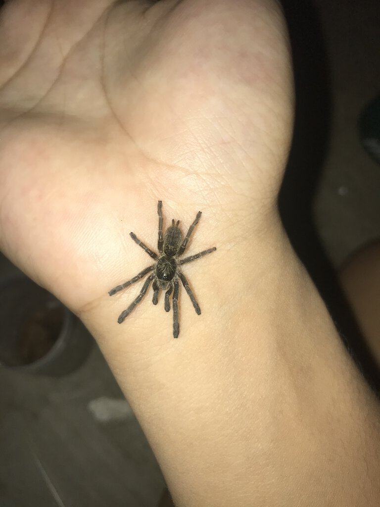 What kind of tarantula? [1/2]