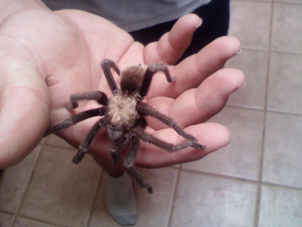 What kind of tarantula is this