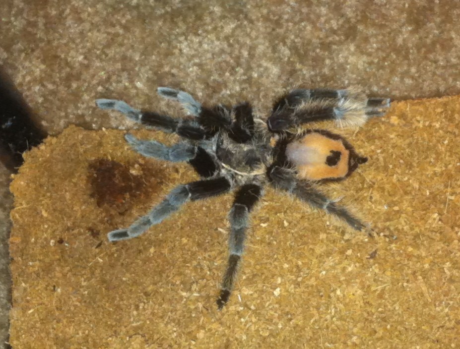 What Kind Of Tarantula Is This?