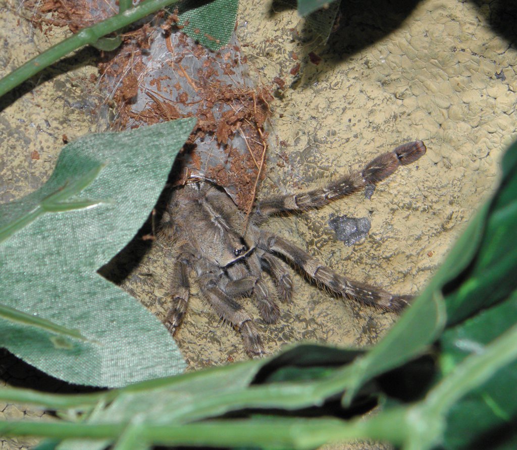 What Poecilotheria Is This?