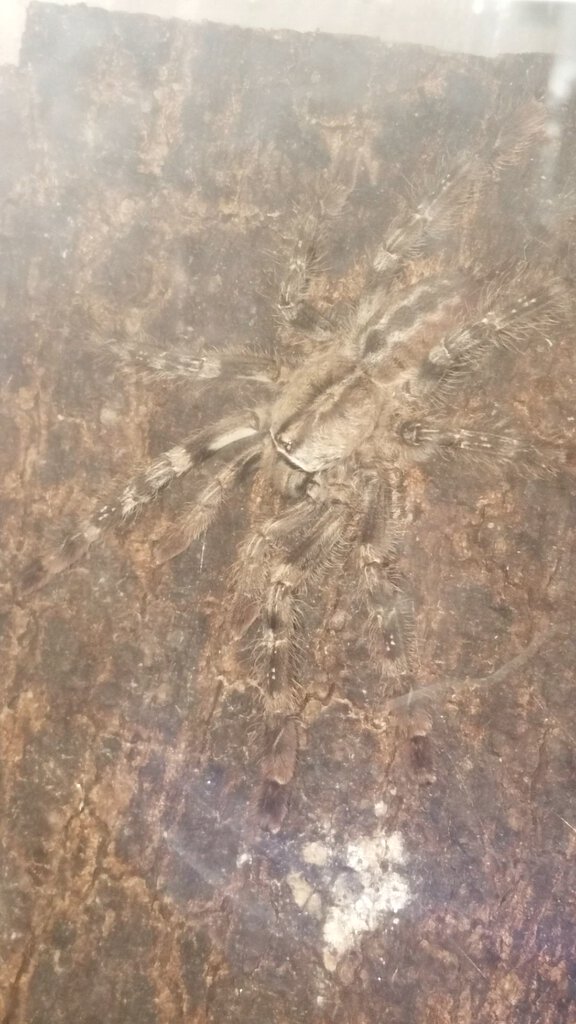 What poecilotheria specie is this?