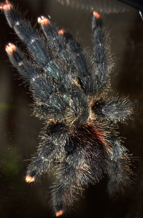 What Species of Avicularia?