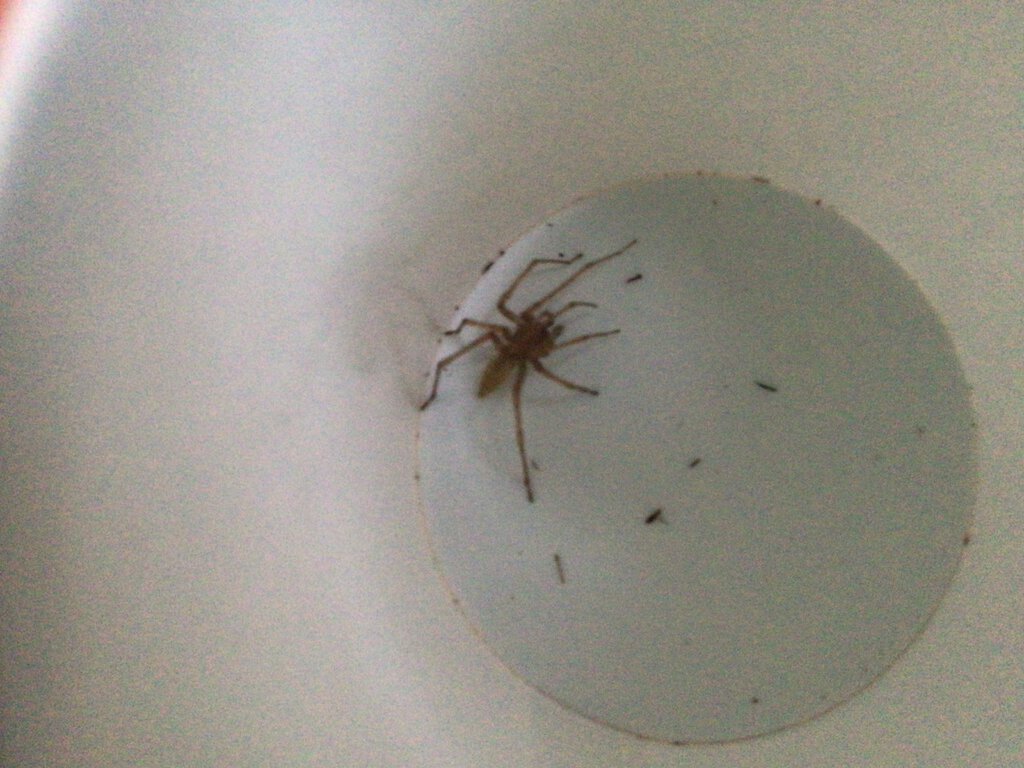 What species of spider is this?