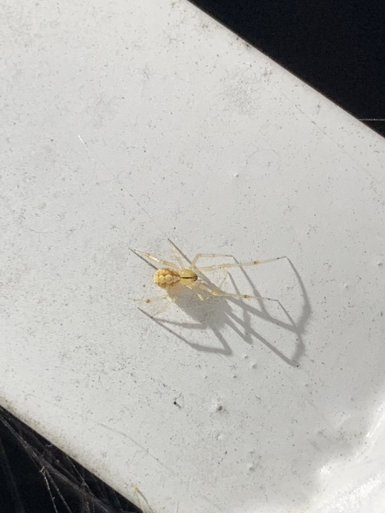 What spider is this?