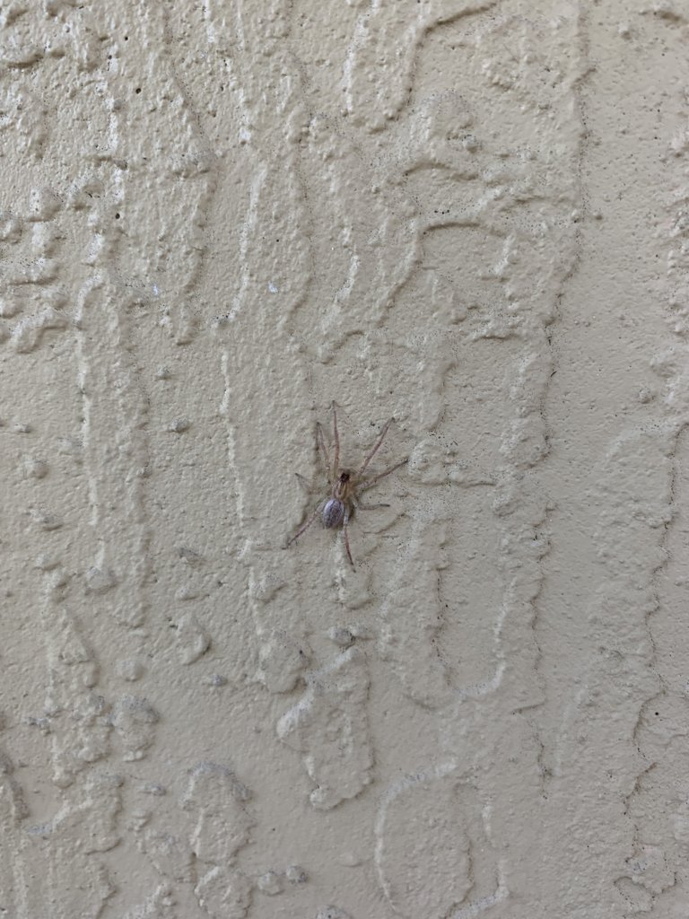 What spider is this?