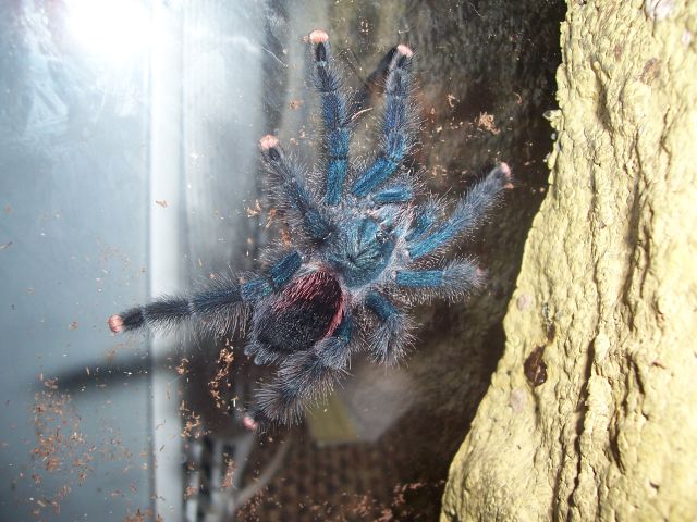 What Type Of Avicularia?