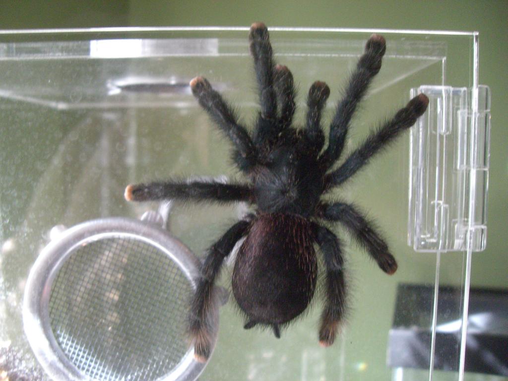 what type of avicularia