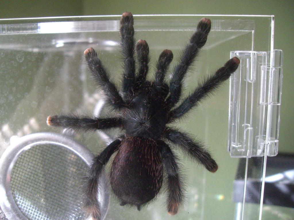 what type of avicularia