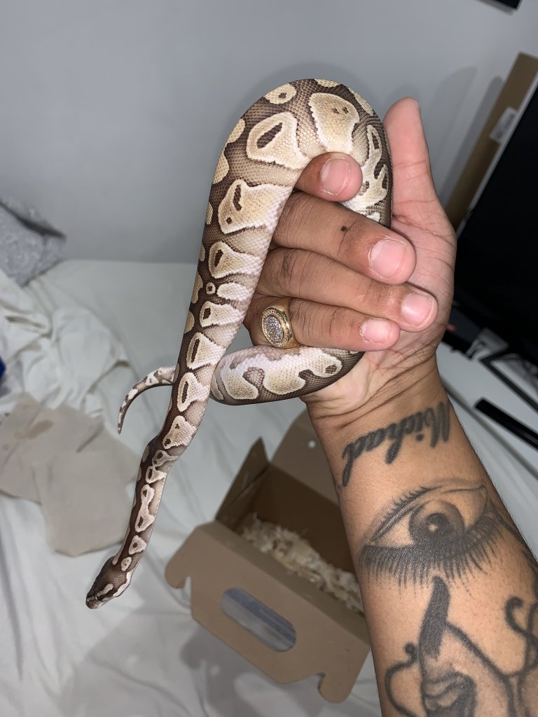 What type of ball python is this ?
