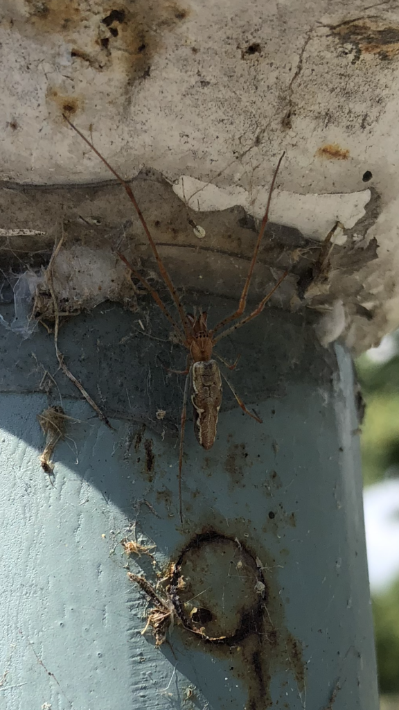 What type of spider is this?