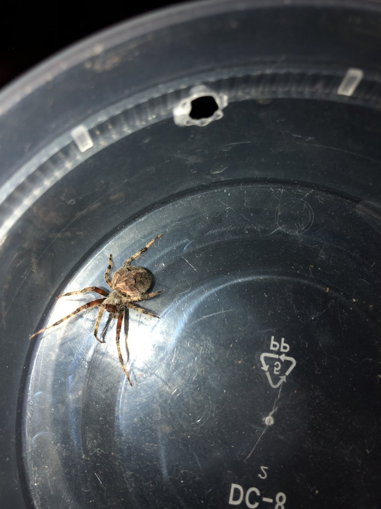 What type of spider is this??