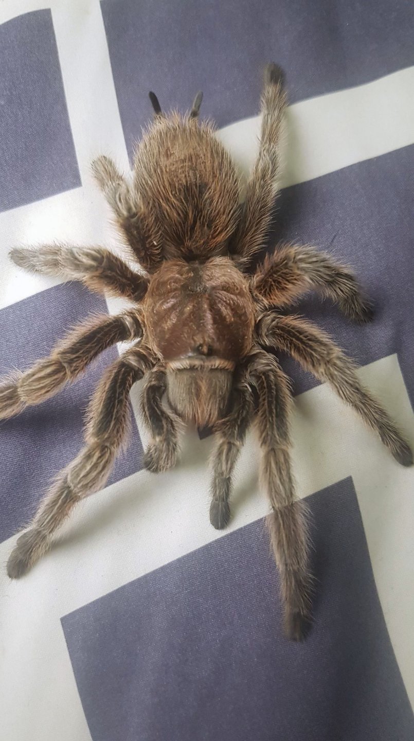Which Grammostola is this, please?