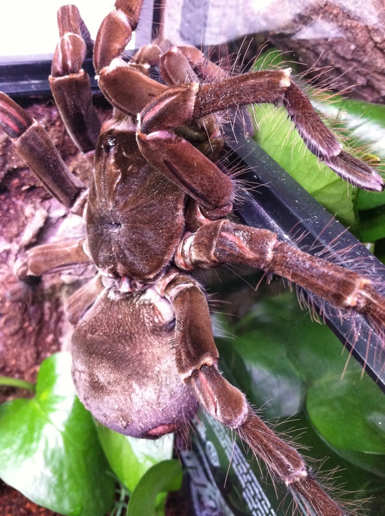 Which Theraphosa is this? (Image 2 of 1)