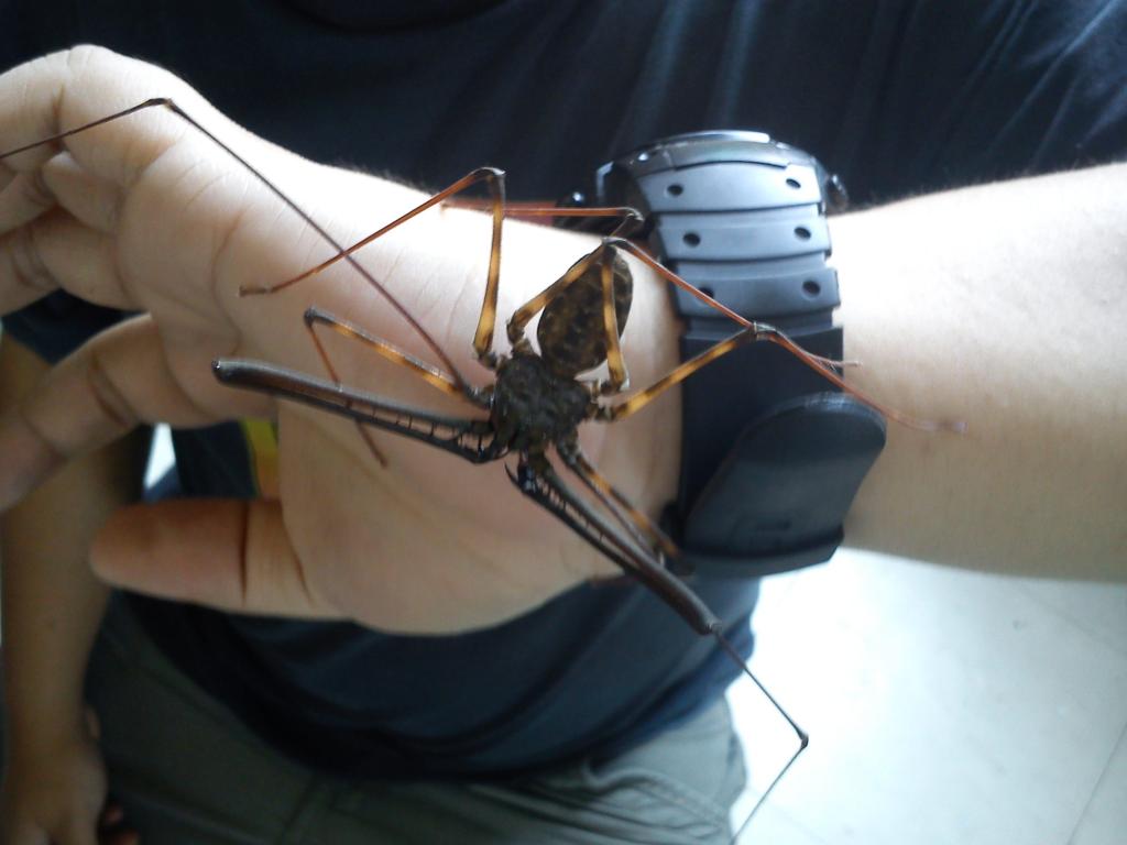 whip scorpion