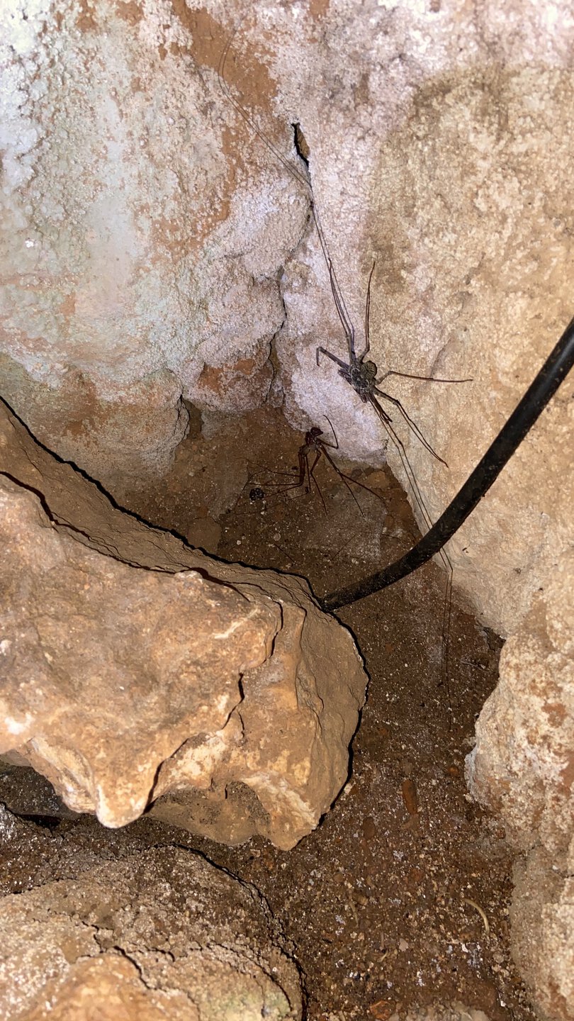 Whip spider I found in Dominican Republic cave