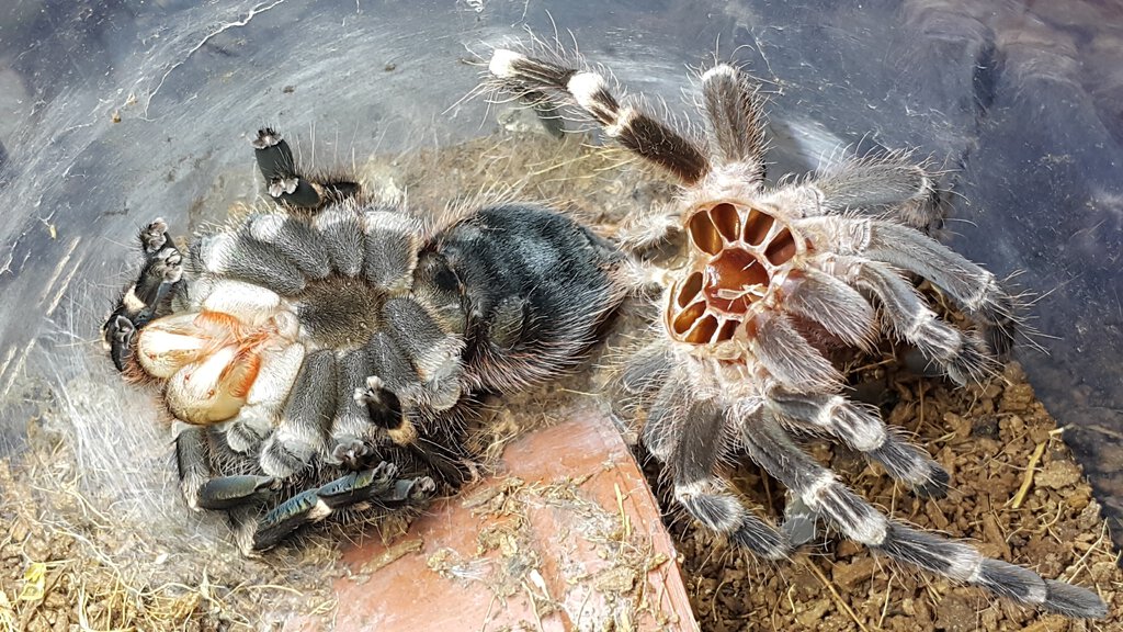 Brazilian White Knee Tarantula (Acanthoscuria Geniculata), 56% OFF