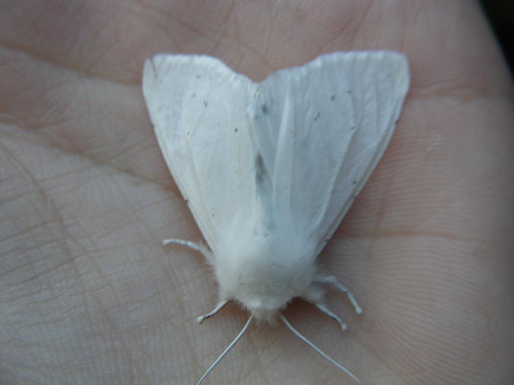 White moth