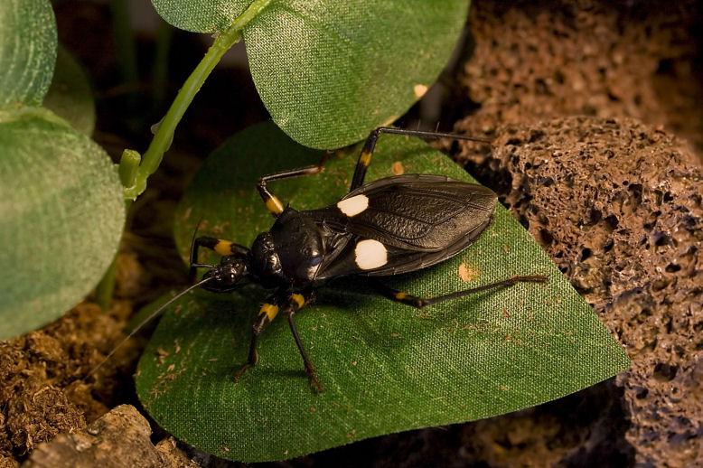 White-Spotted Assassin Bug (Platymeris biguttatus)