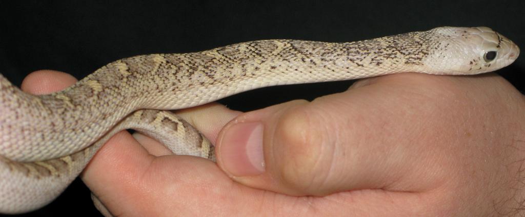 Whitesided Bullsnake