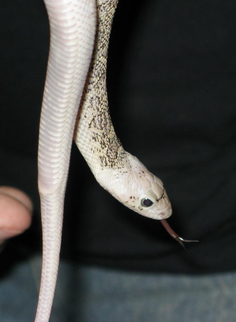 Whitesided Bullsnake