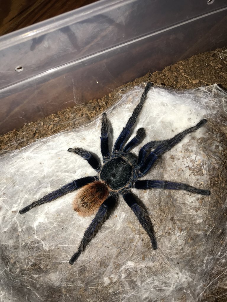 Why Isn't My GBB Eating? It Last Molted In April/May. I Provide Water Dish Hide Everything Just Not Eating.