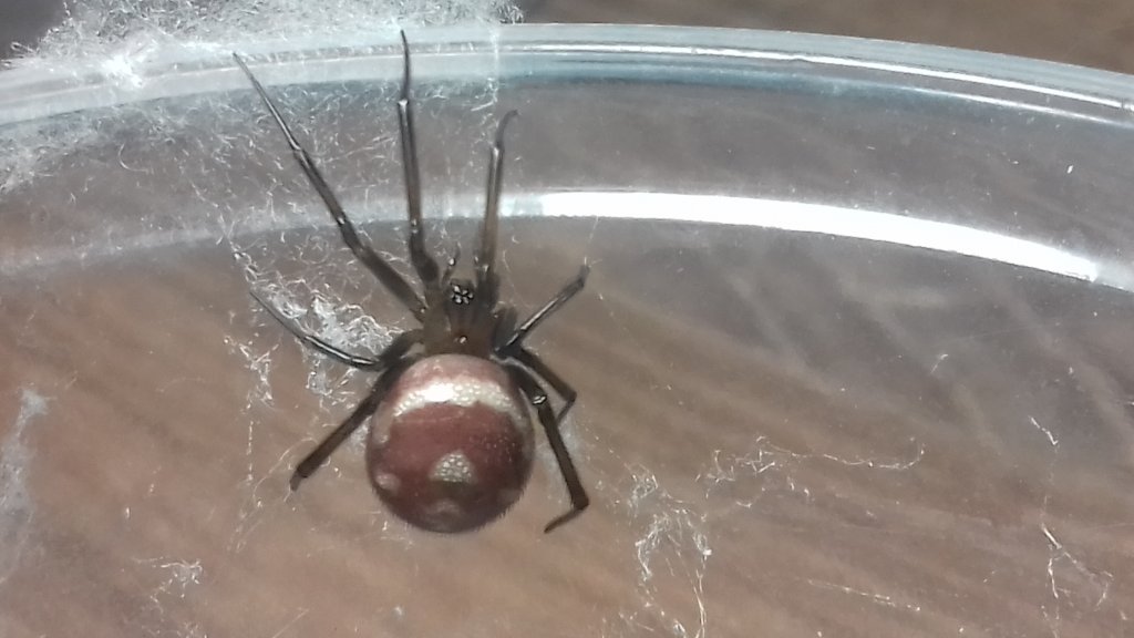 'Widow'  that I found under commode:) Steadona grossa.