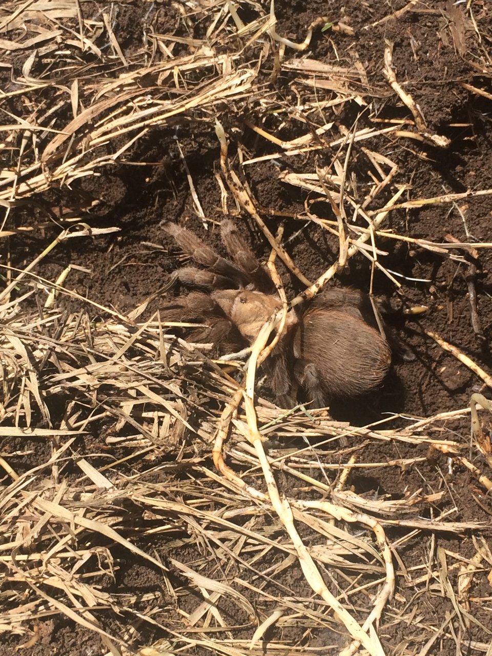 Wild Aphonopelma hentzi