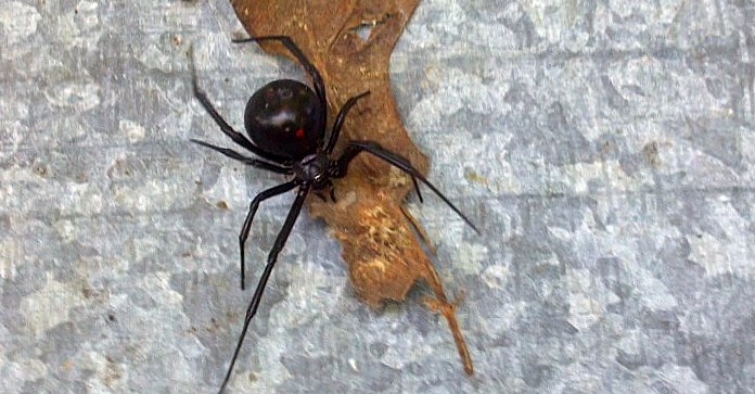 "Wild" Black widow